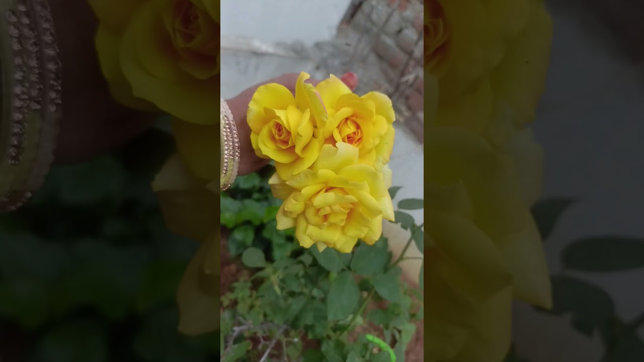 Teri mitti mein mil jawa Gul banke main khil Java#Teri mitti new song#rose flowers yellow