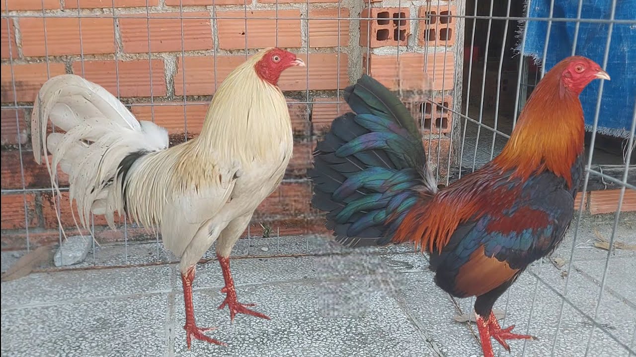 Ngày 11/3 . Lên 2 con gà tre cuban mỹ ..dòng gà tre cuban kiểng đẹp . Anh em xem tham khaoe 