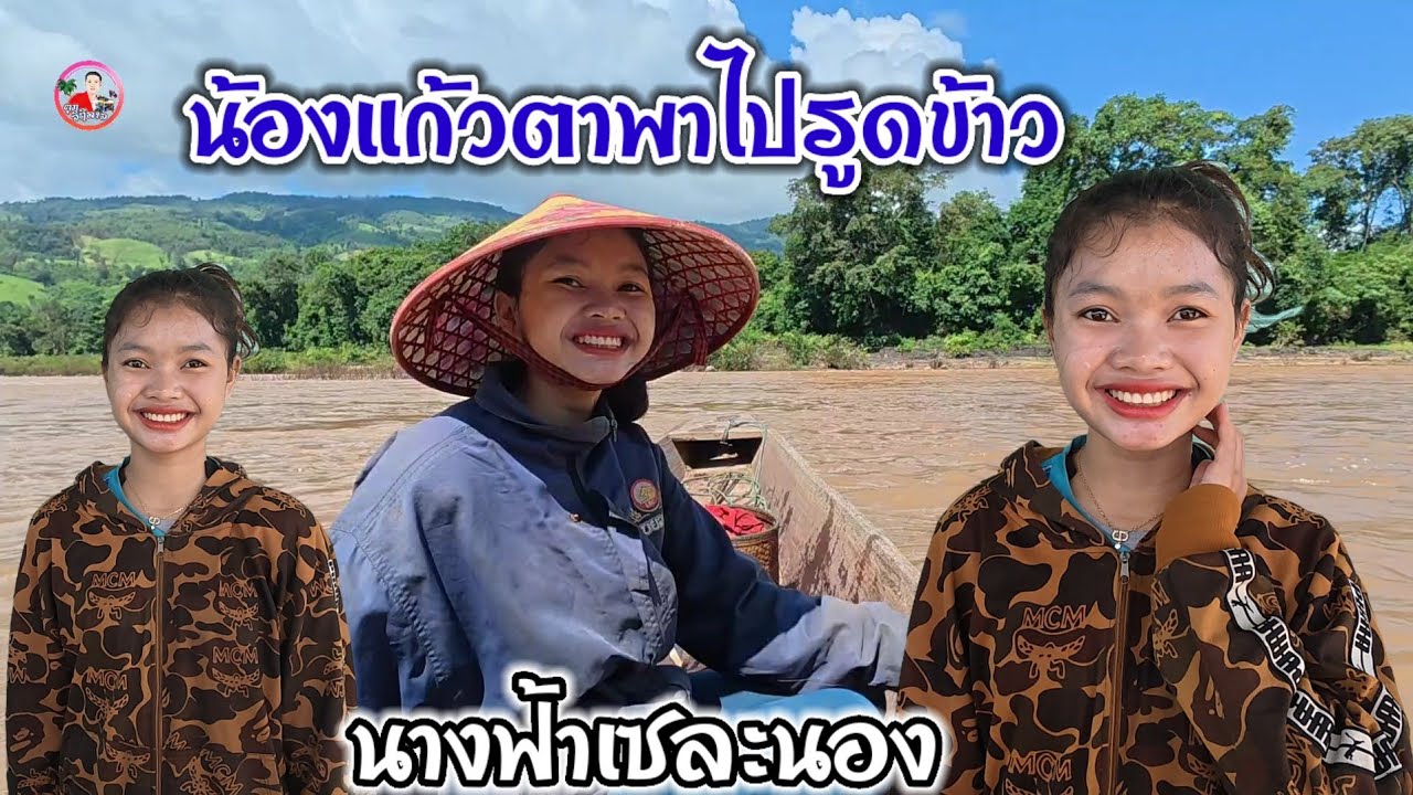 ตามติดวิถีชีวิตสามใบเถา ถึงฤดูกาลเก็บเกี่ยวผลผลิต 3 สาวไปรูดข้าวบนดอย