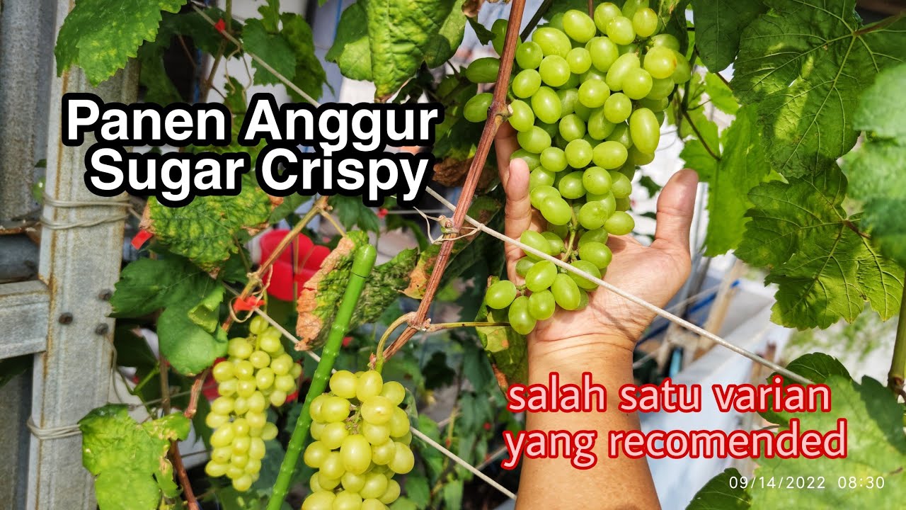 Panen Anggur Sugar Crispy