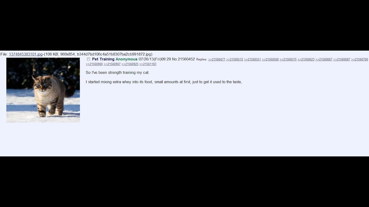 Anon strength trains his cat