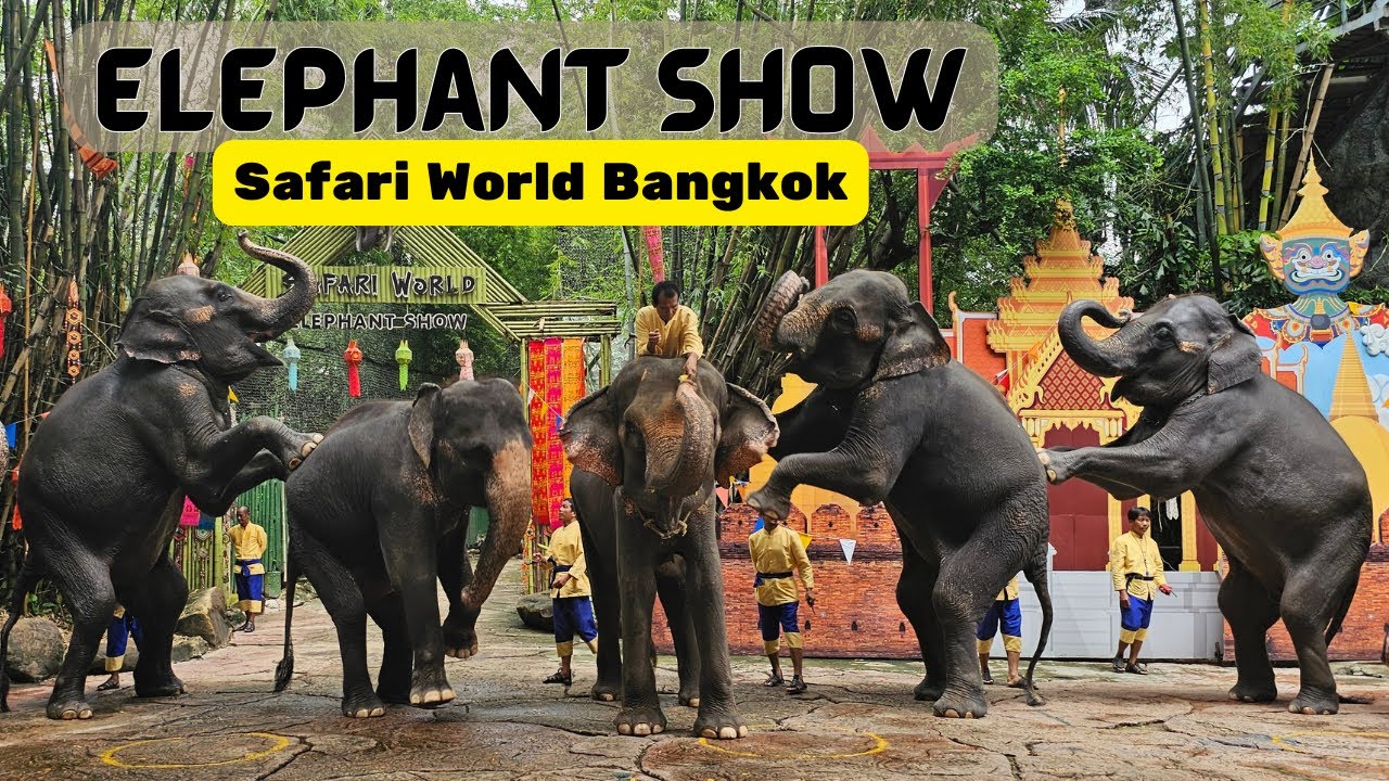 Elephant Show Highlights | Safari World Bangkok #elephant