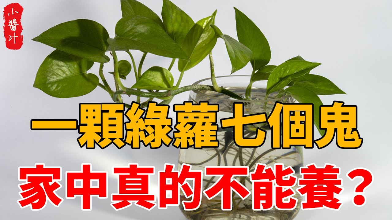 “一顆綠蘿七個鬼”，家中真的不能養？看完你就全明白了！#生活小醬汁
