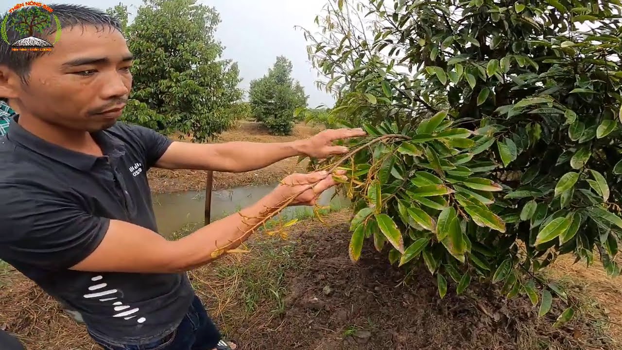 SẦU RIÊNG KHÔ ĐỌT, CHÁY RỂ, HẬU GIANG