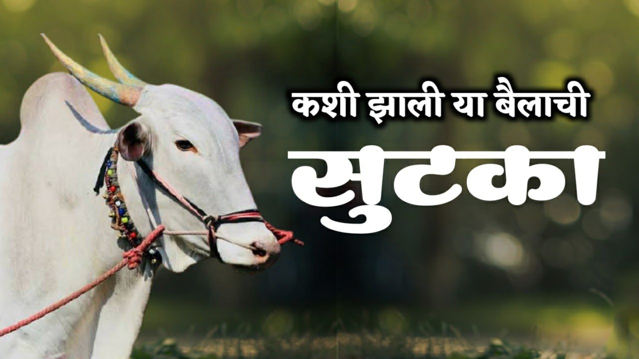 बैलाची सुटका | Escape of the bull