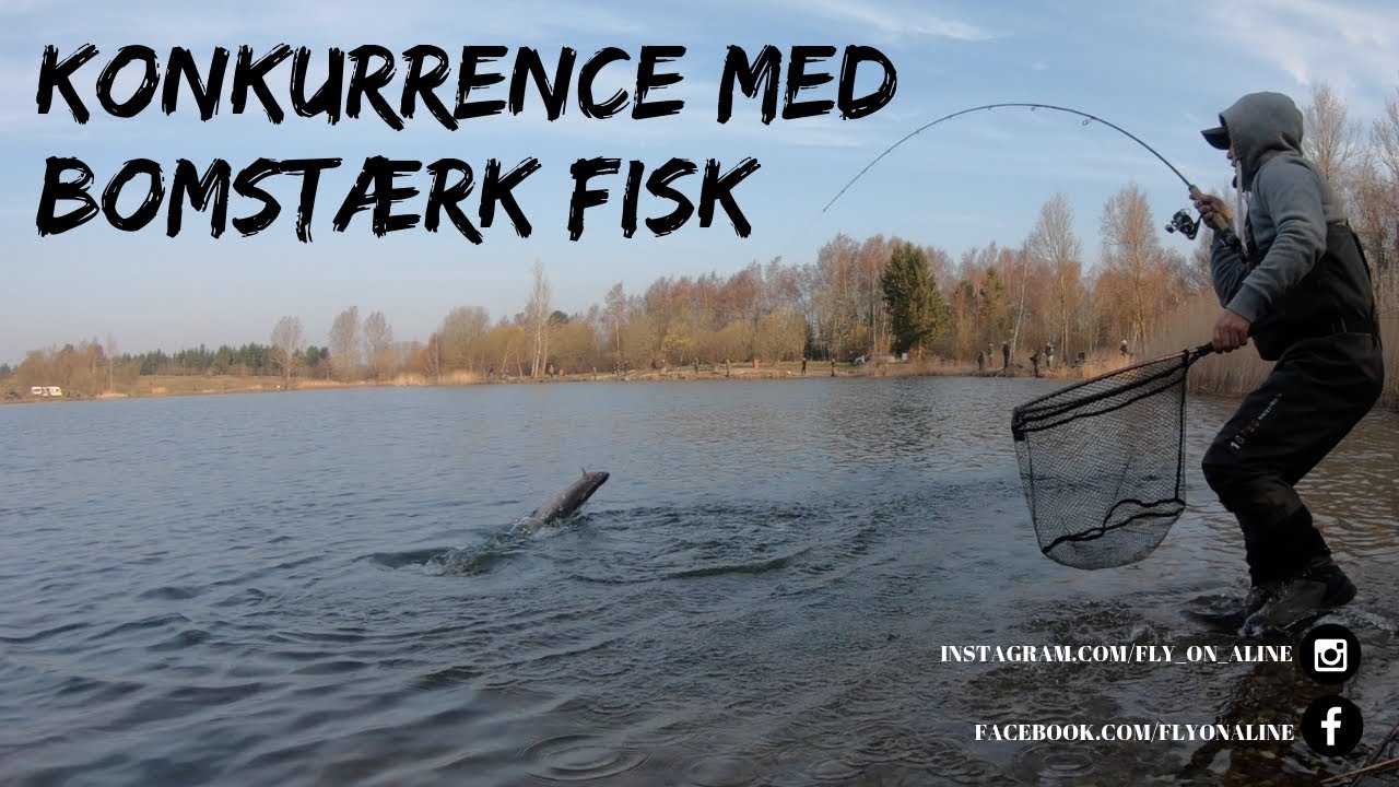 Konkurrence i Simons put and take/med bomstærkefisk