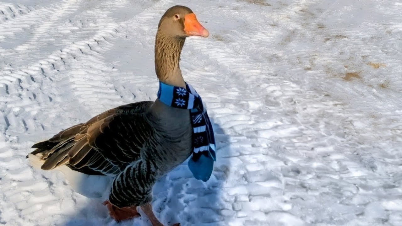 Making a 15 Second Video With My Goose Takes All Day!