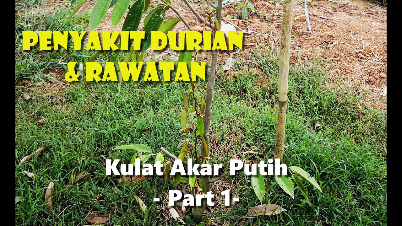 Penyakit Durian & Rawatan - Kulat Akar Putih - Part 1