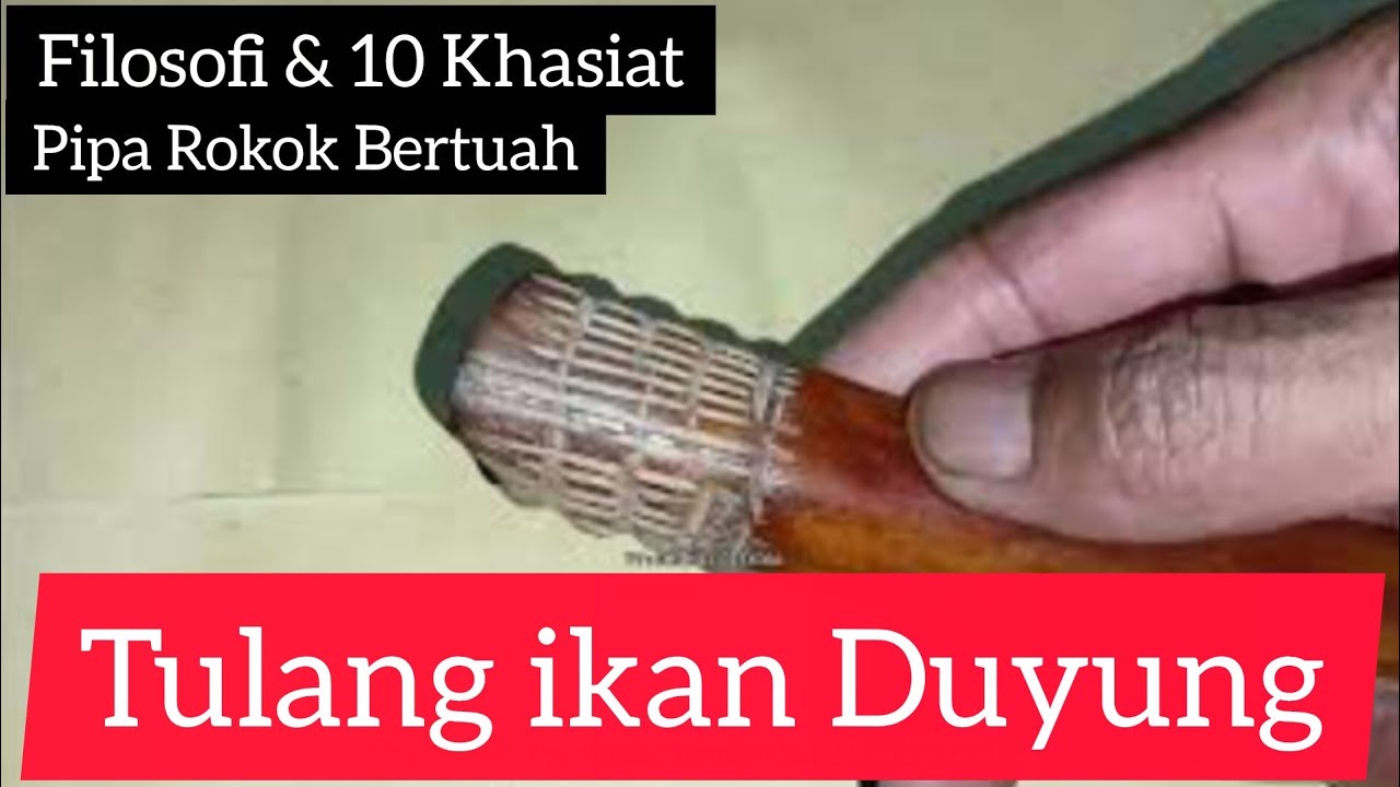 Filosofi & 10 Khasiat| Tulang ikan Duyung| Pipa rokok Bertuah