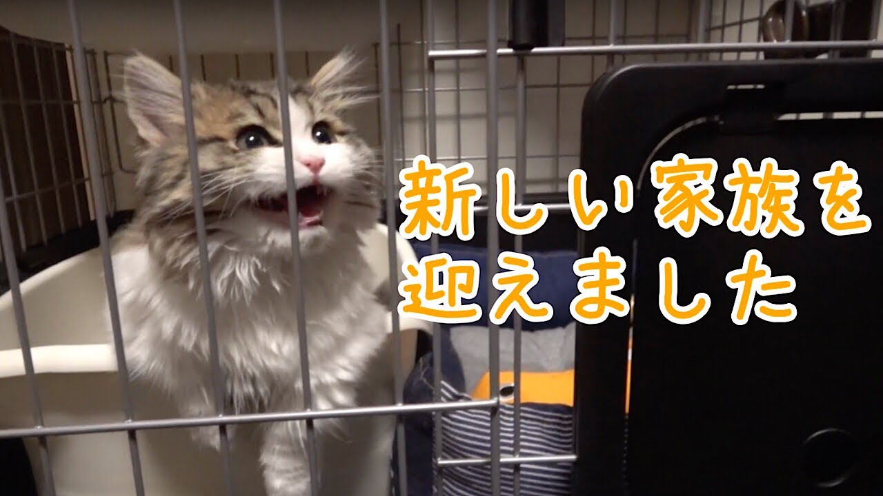 【子猫の鳴き声】超かわいい子猫が家族になりました！