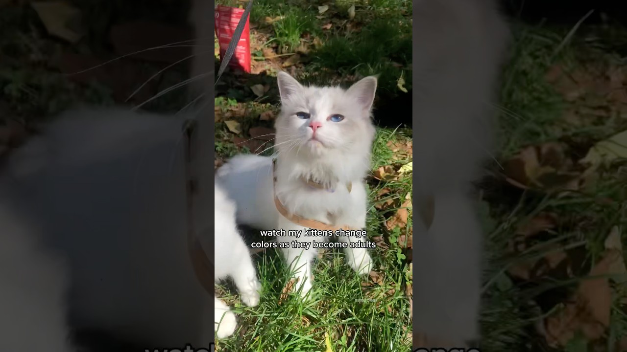Ragdoll kitten color transformation #ragdolls #kitten #transformation