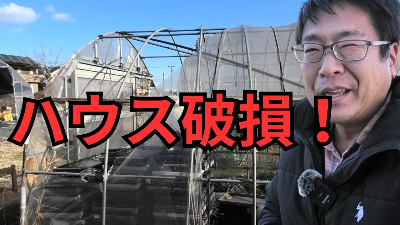 強風でハウス破損…三和農園が大荒れでした（2026.1.12）