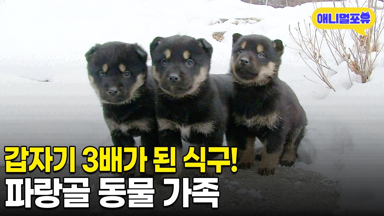 한번에 8마리를 낳은 다래 덕분에 집이 복작복작! 파랑골 동물 가족ㅣKBS 인간극장