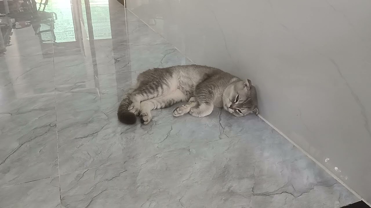 You Laugh You Lose😻🐶Funniest Dogs and Cats 2025😹🐕
