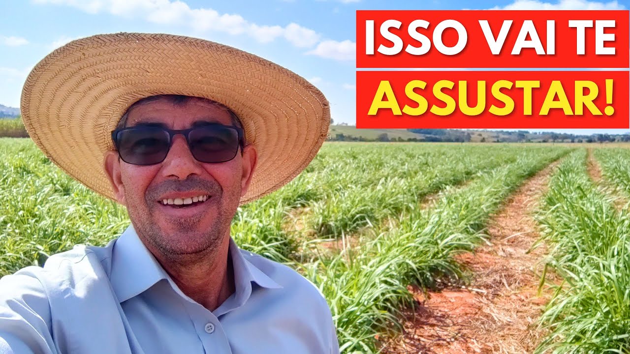 CAPIAÇU cresce no FRIO? Sem IRRIGAÇÃO? Veja o Resultado na Prática!