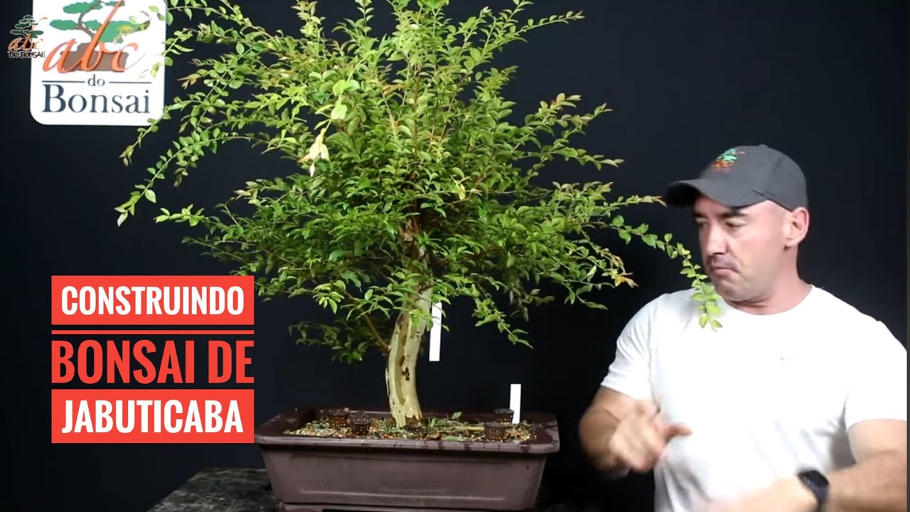 JABUTICABEIRA | COMO TRANSFORMAR UMA MUDA MEDÍOCRE EM UM BONSAI EM POUCO TEMPO