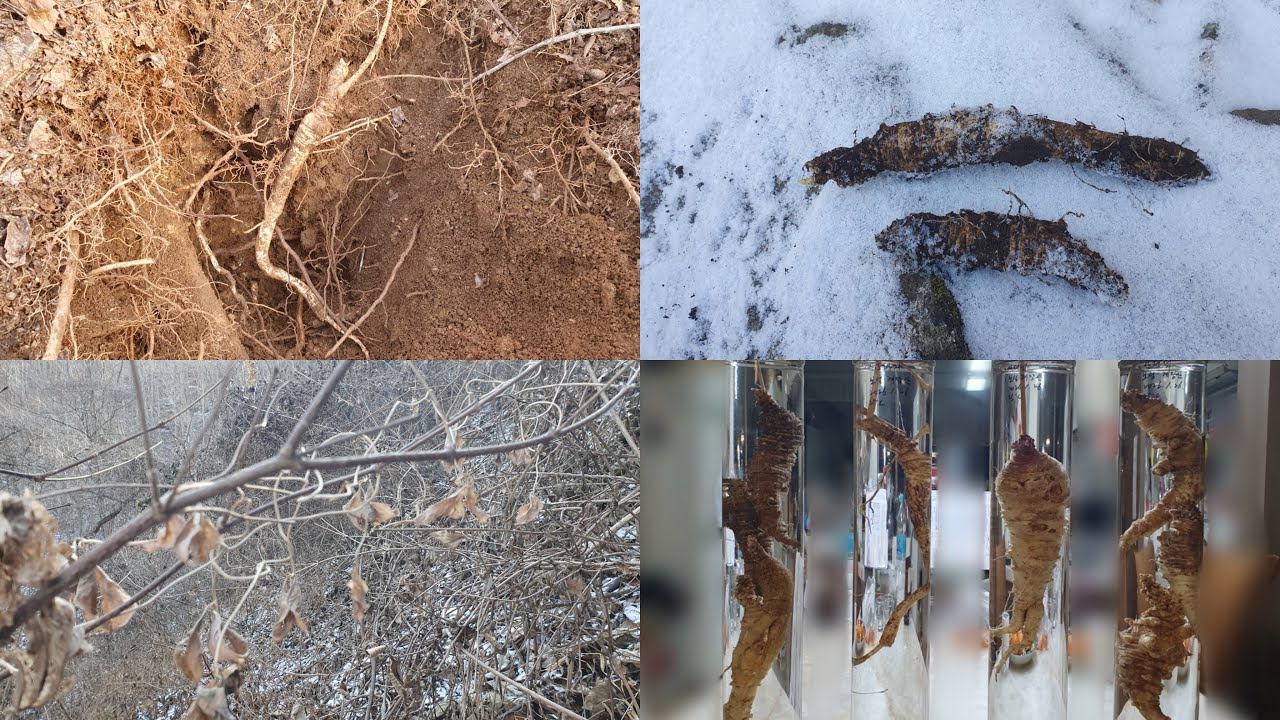 대박! 겨울! 대물더덕산행! 깊은산골 가시밭에서 큰더덕들을 많이 보았어요. #겨울더덕산행 #더덕산행 #대물더덕 #산도라지 #담금주 #약초산행 #약초꾼 #산더덕 #더덕 