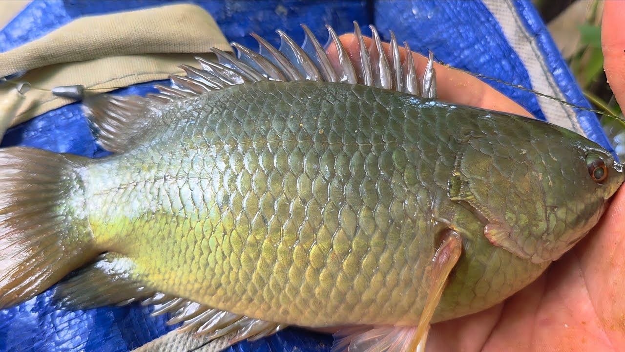 Tập 186 - C&acirc;u C&aacute; R&ocirc; Đồng Tr&uacute;ng Khu C&aacute; Vừa Bự Vừa &Uacute; Cỡ N&agrave;y Mới Đ&atilde;