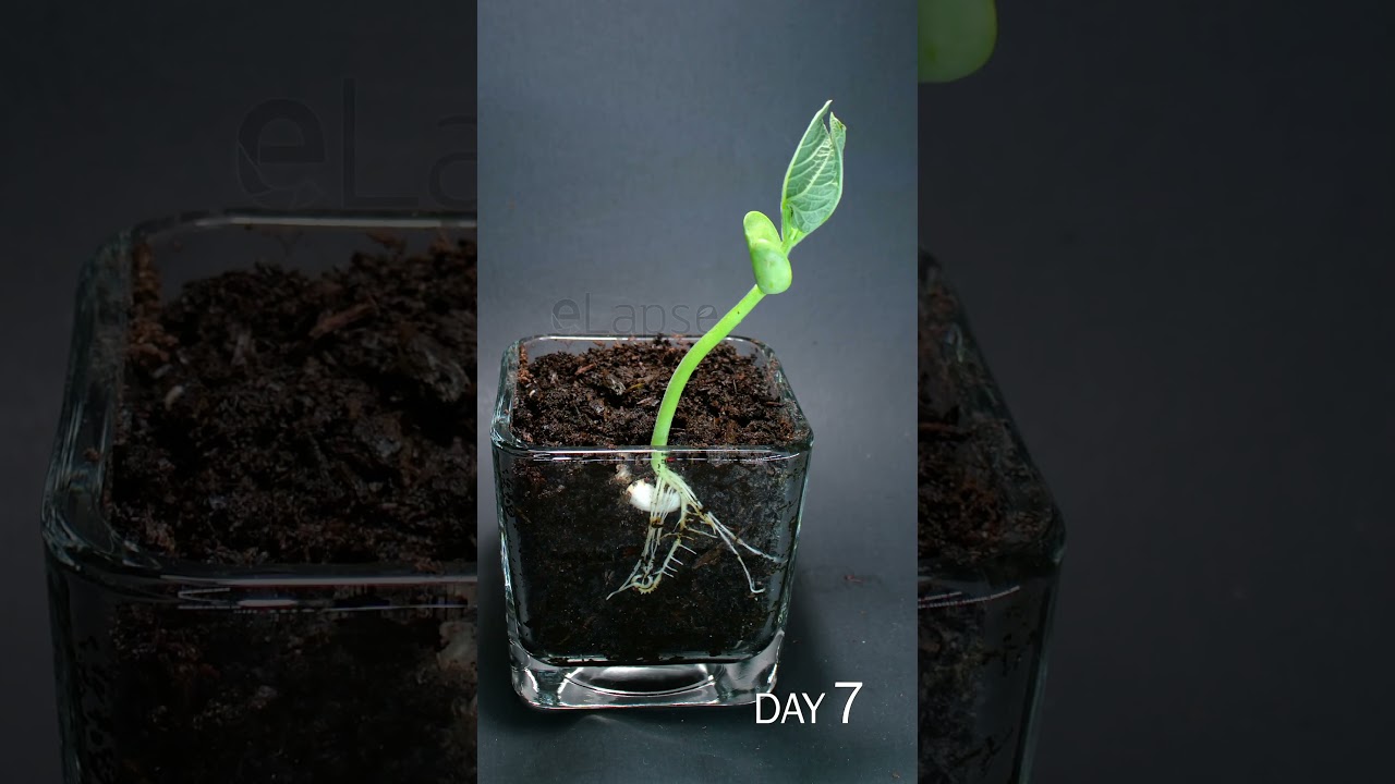 Bean Sprouting Time Lapse