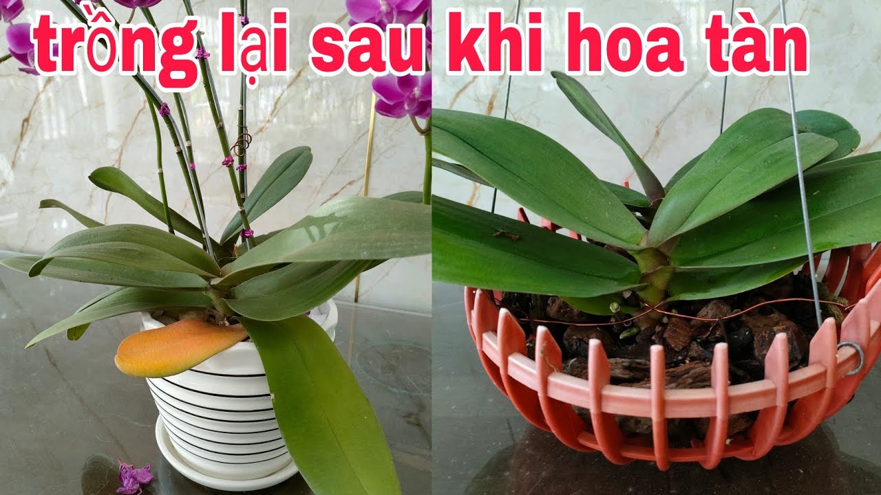 Cách trồng lan hồ điệp từ chậu hoa đã tàn