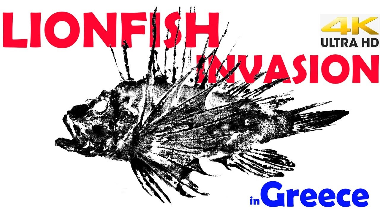 VENOMOUS LIONFISH - The Invasion in Greece