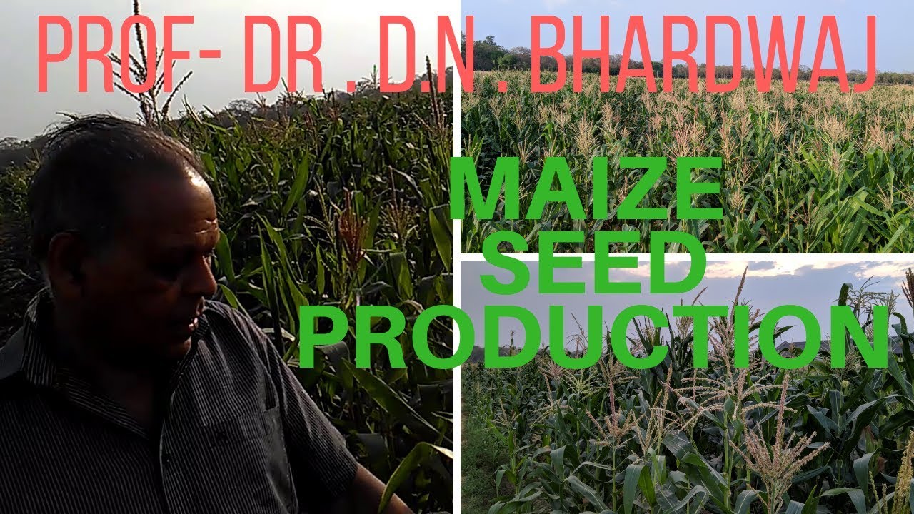 Maize crop seed production.  Lecture by Prof-Dr,D,N.Bhardwaj.