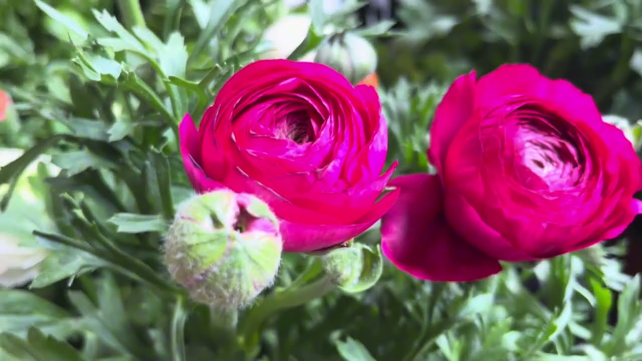 Marketteki Yeni Çiçekler 6 Mart #vlog #tavsiye  #orkide #menekşe #çiçek
