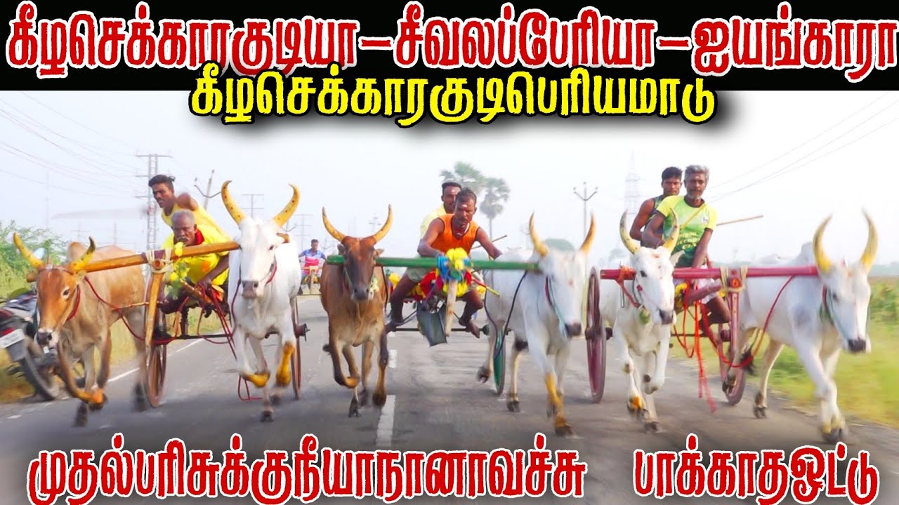 பெரியமாடு கீழசெக்காரக்குடி பந்தயம்