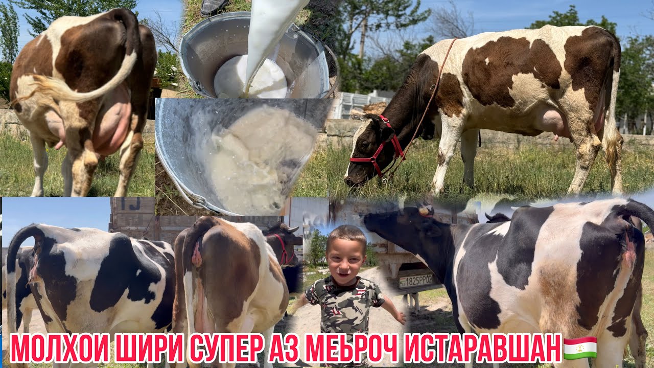 Навори нав аз Истаравшан 🇹🇯Меьроч #молбозоргулакандоз #бузкаши                        14 мая 2024 г.