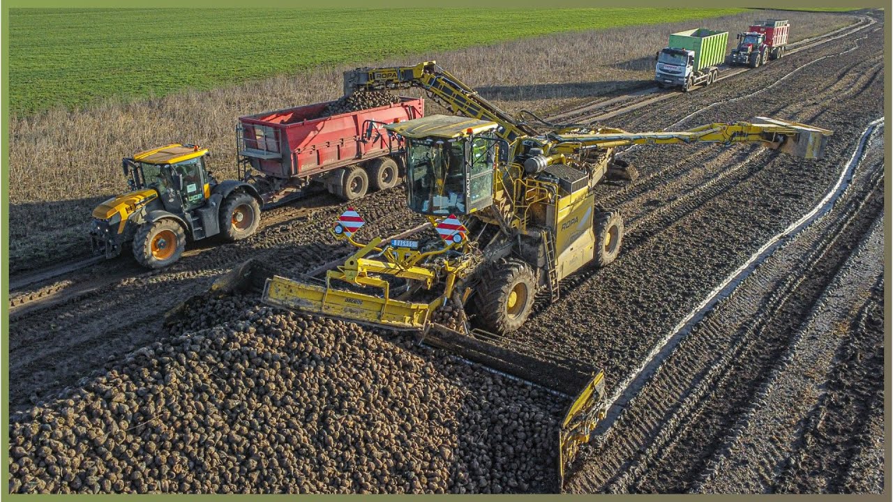 Odvoz řepy s Traktory do Cukrovaru Litovel 🟡Ropa Maus 5 🚜6 traktorů 🚛4 tahače