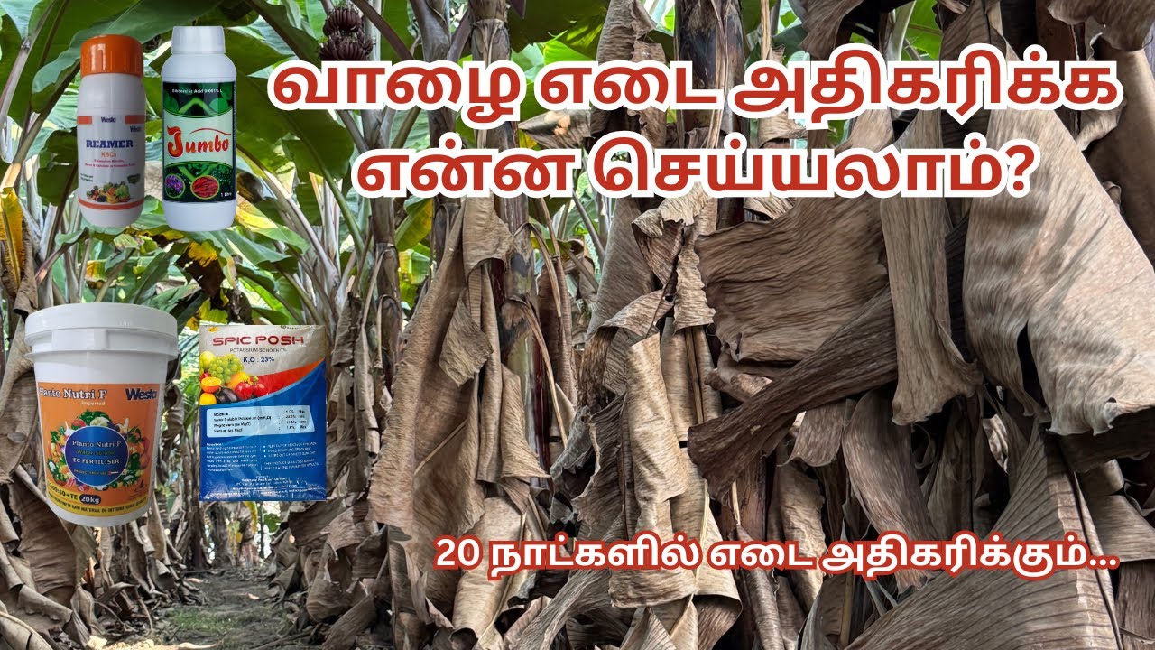 How to gain weight for banana | 20 நாட்களில் எடை அதிகரிக்கும் #agriculture #jumbo #farming #banana