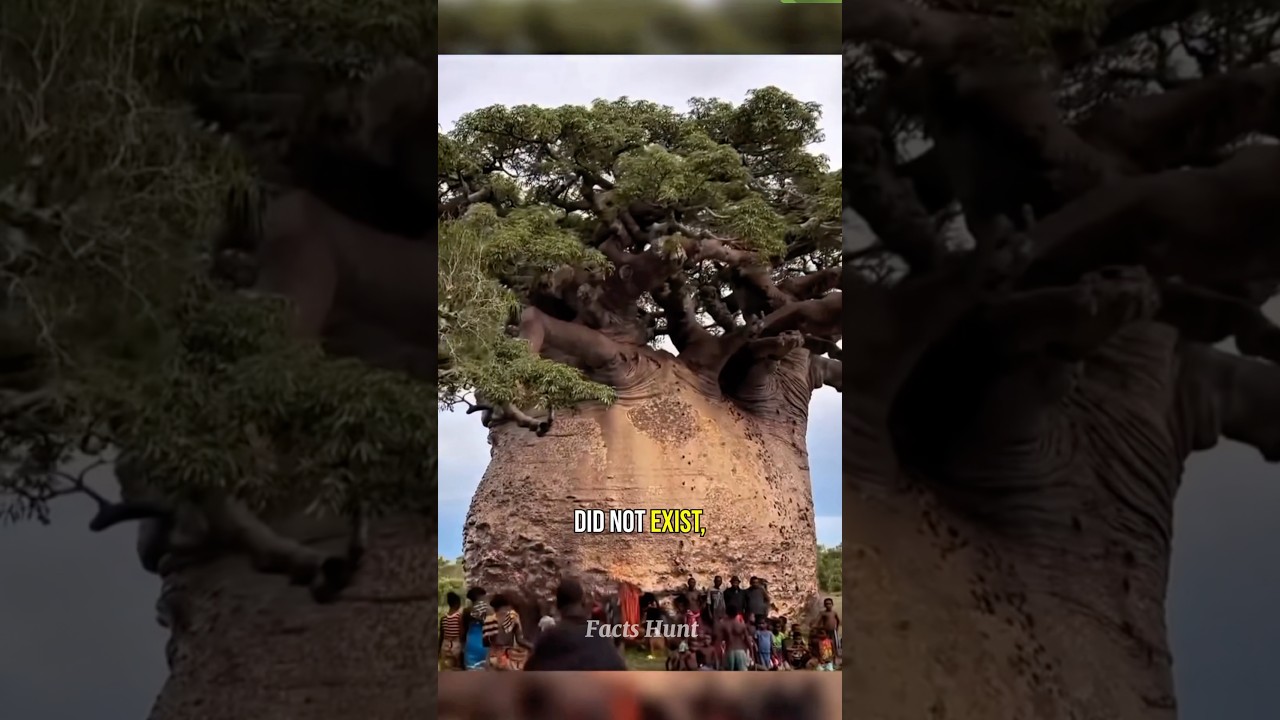 Это дерево &mdash; природный резервуар для воды 😲
