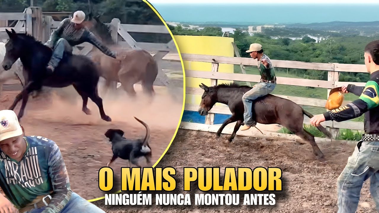 O LEITOA MONTOU NO BURRO MAIS TEMIDO DA FAZENDA