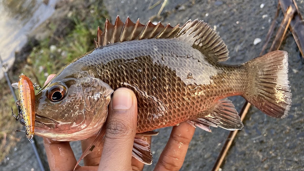 Ultra light tackle mangrove river fishing / Goa fishing / India fishing / catch and release