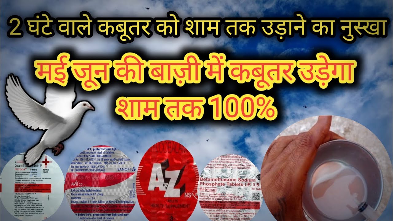 गर्मी में कबूतर को शाम तक उड़ाने का नुस्खा !! Kabutar ko Sham tak Udane ka Nuskha !! May June ki bazi