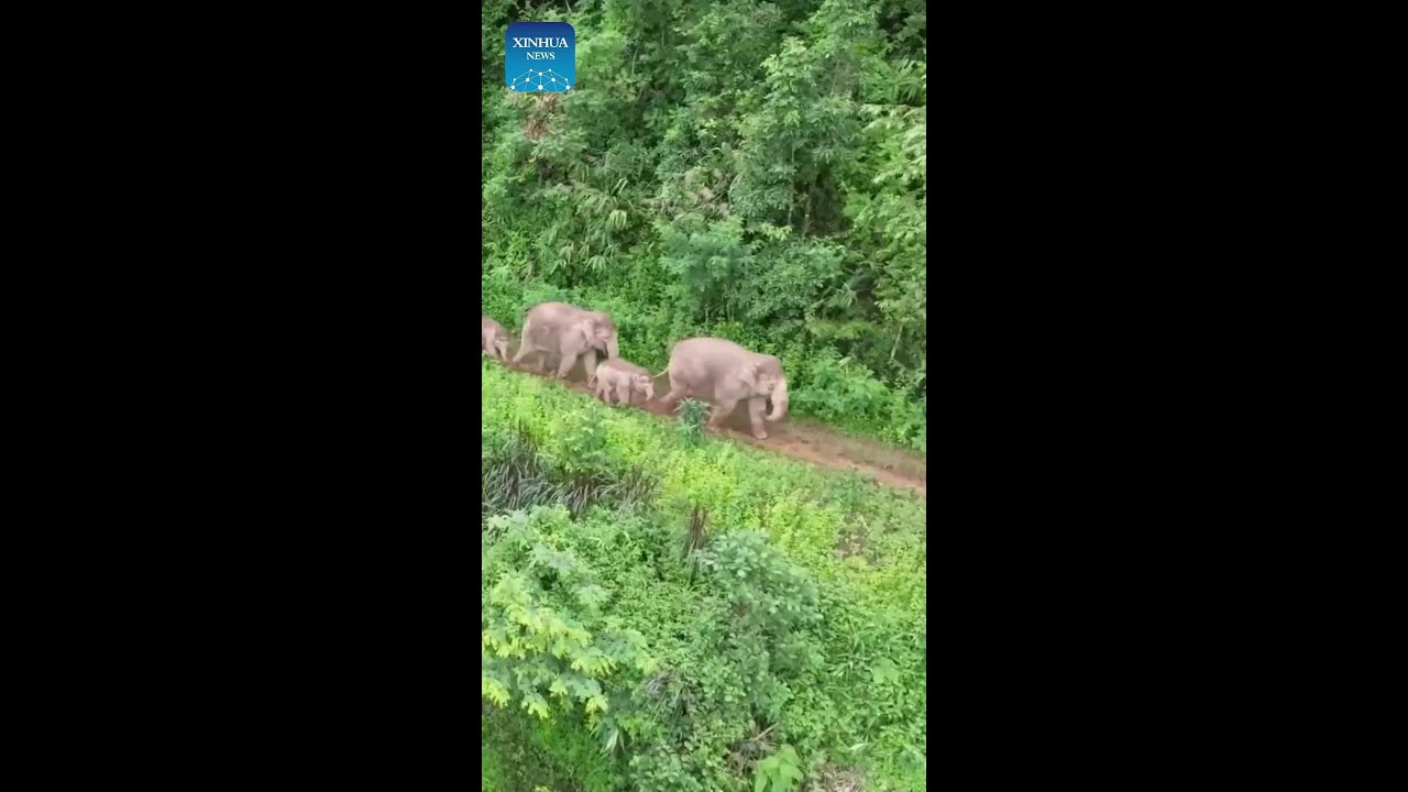 Celebrating World Elephant Day with gentle giants in SW China