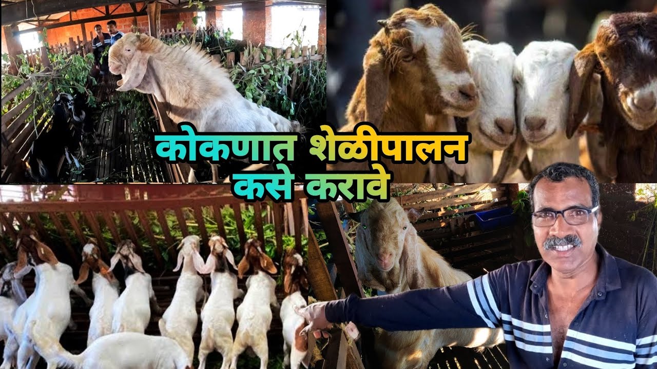 कोकणातील शिस्तबद्ध शेळीपालन | 100 किलो पर्यंतचे बकरे, शून्यातून विश्व  | goatfarm in Konkan 🐐