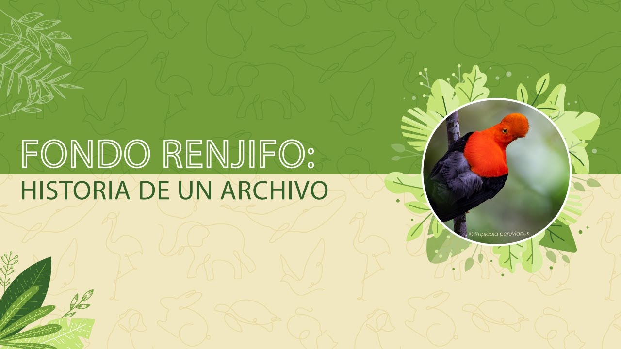 Fondo Renjifo: historia de un archivo