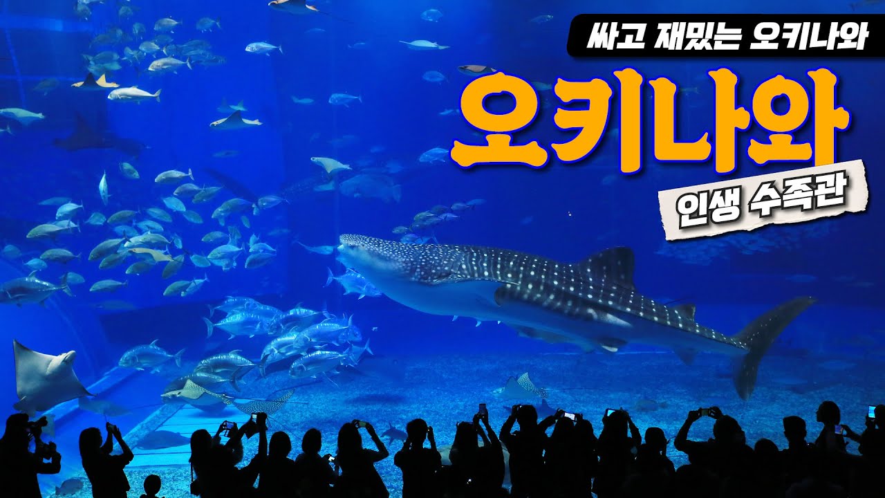 🐬고래상어와 눈 맞춤! 세계 2위 츄라우미 수족관 관람 꿀팁 | 오키나와 가성비 맛집 [오키나와 12일 | Day 7]