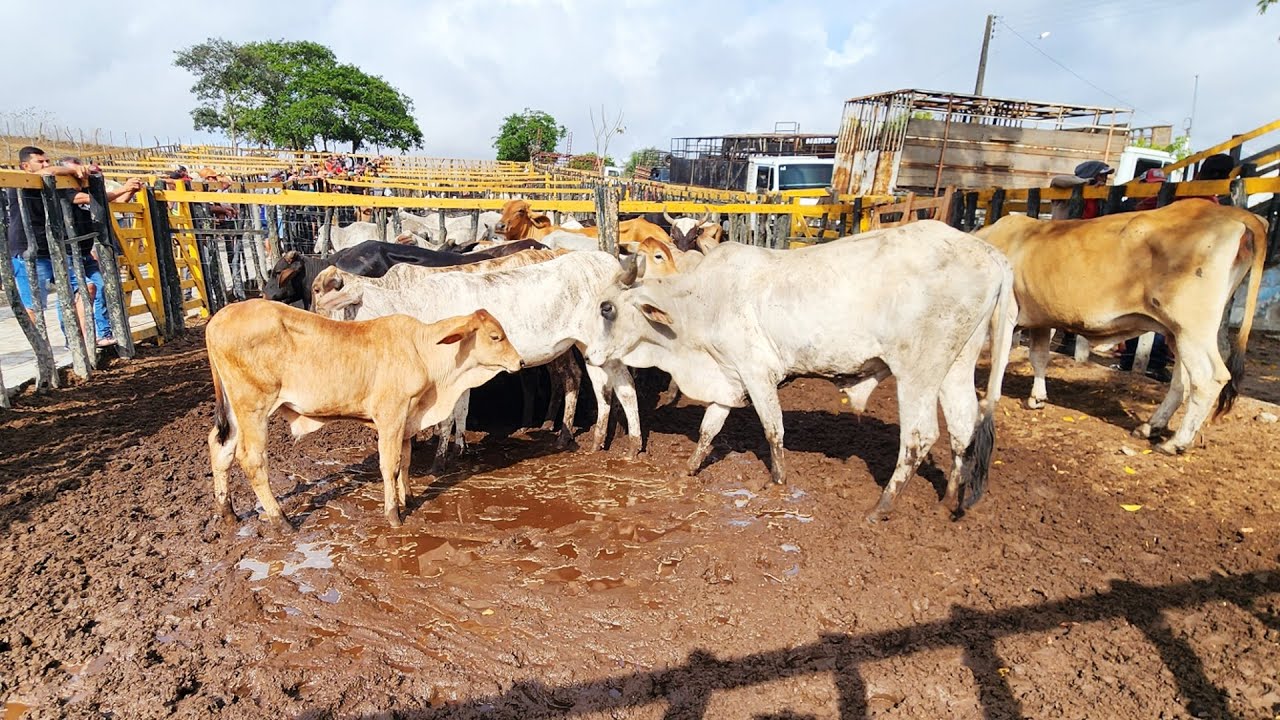 GADO DE 900 REAIS NO BOLA EM PANELAS-PE   08-02-2026  #nordeste