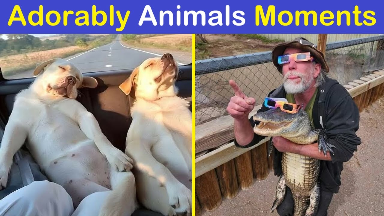 Warning: These Adorably Important Animals Might Cause Excessive Smiling! | Happy And Fun