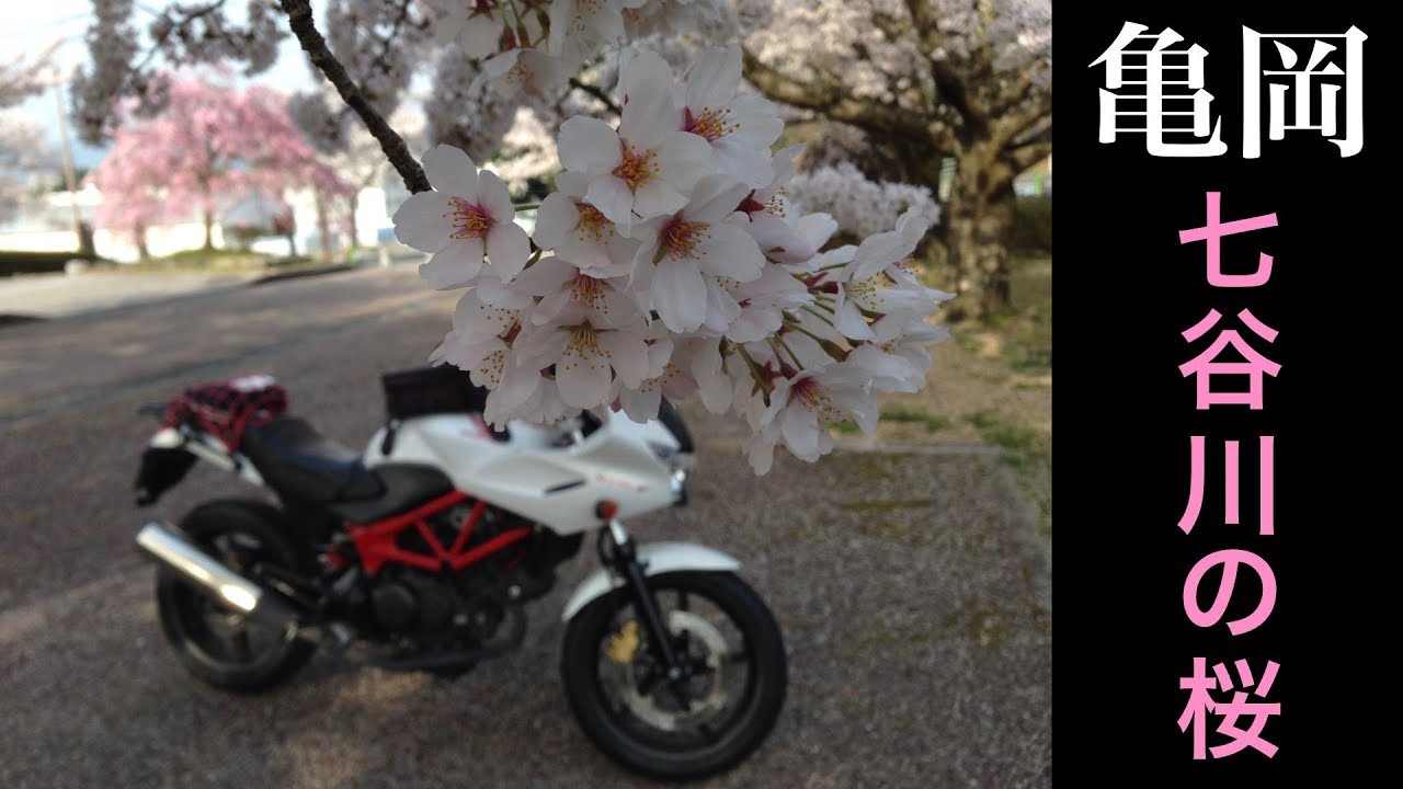 【Motovlog】#76 亀岡の七谷川の桜(和らぎの道) HONDA VTR-F 250cc SONY HDR-AS300