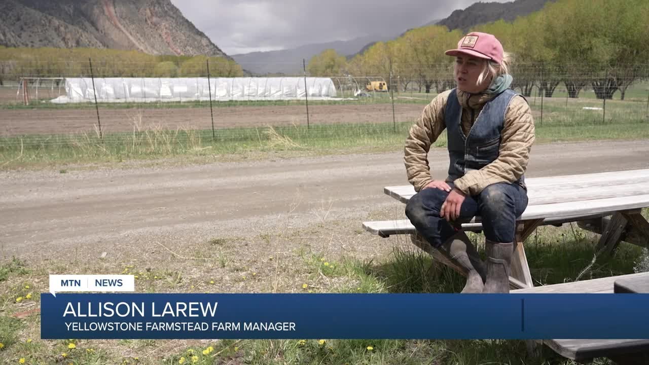 Young Montana farmers find unique solution to labor shortage: TikTok