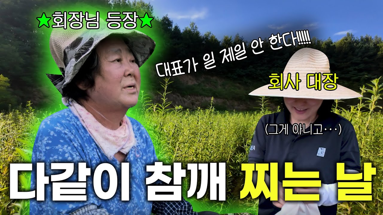 예천 테토녀와 그녀의 자식들. 100년된 참깨밭에서 깨찌는 노동의 현장.