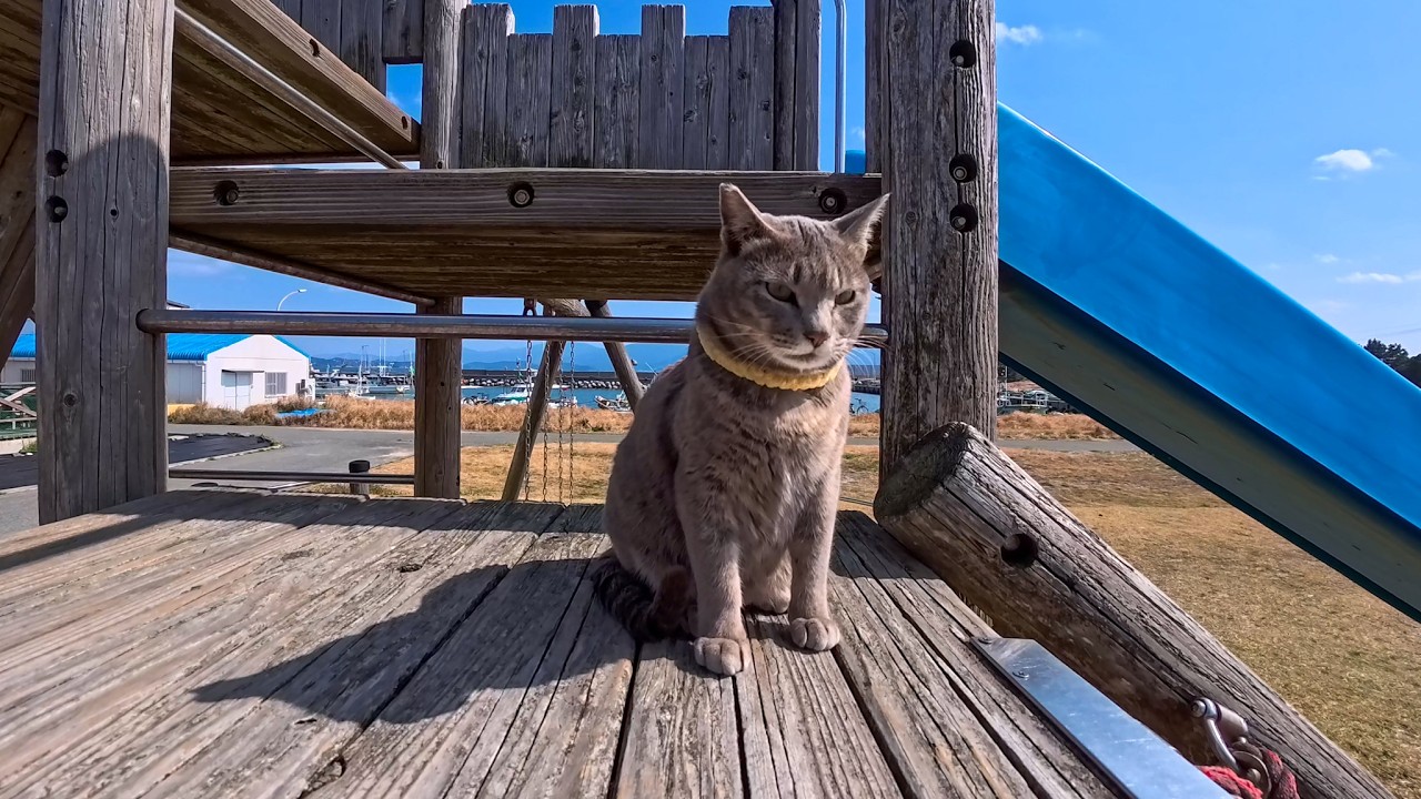 子供たちが学校の間…島の公園の滑り台は猫たちの遊び場になっていました