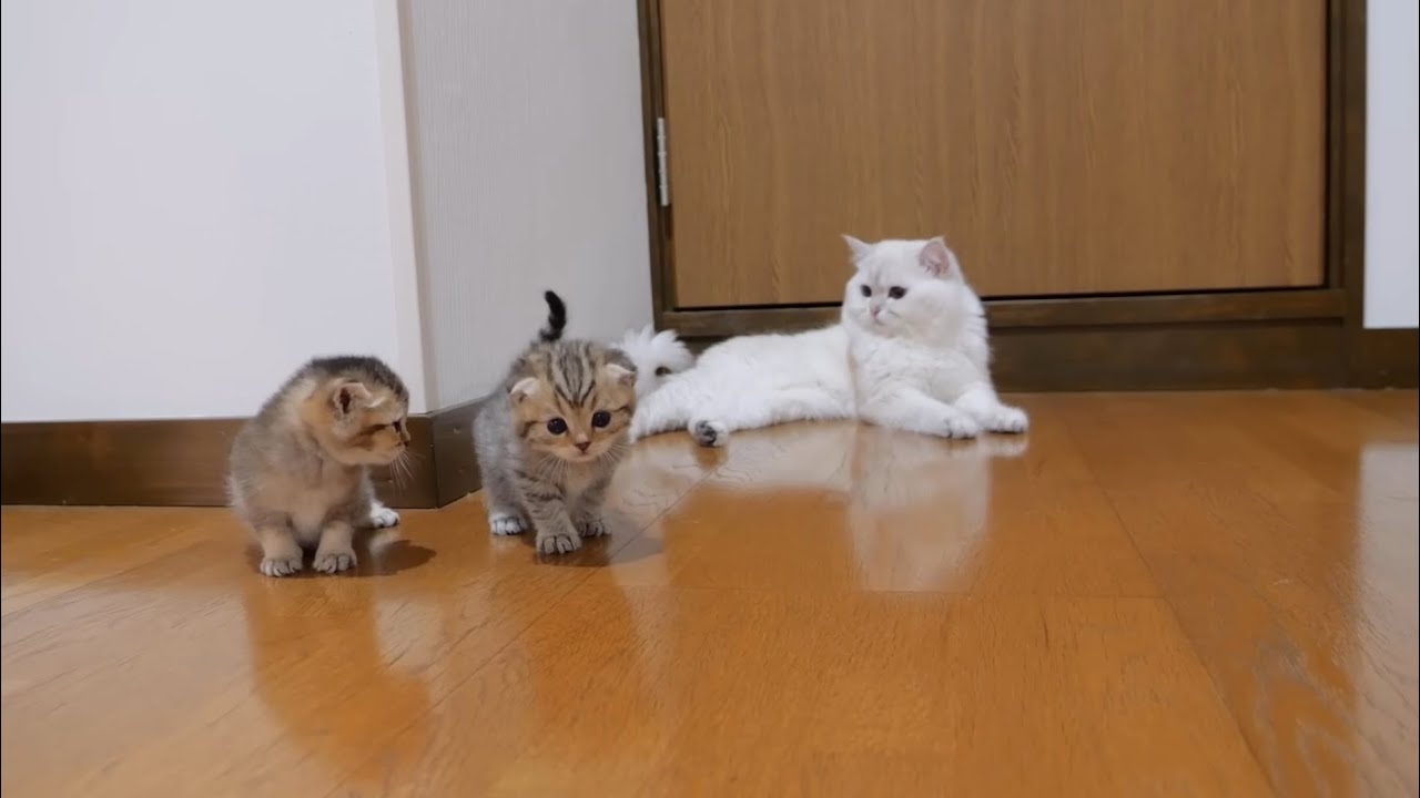 Cute cat family, cute kittens playing around. 