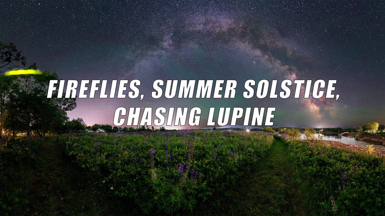 Lupine Hunting on the summer solstice.
