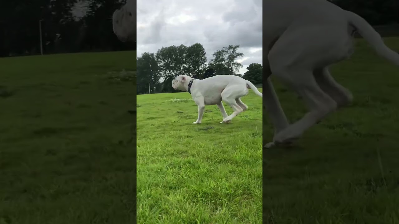 Hex the white boxer dog plays fetch with a ball #puppy #boxer #boxerdog #ball #play #dog #pets