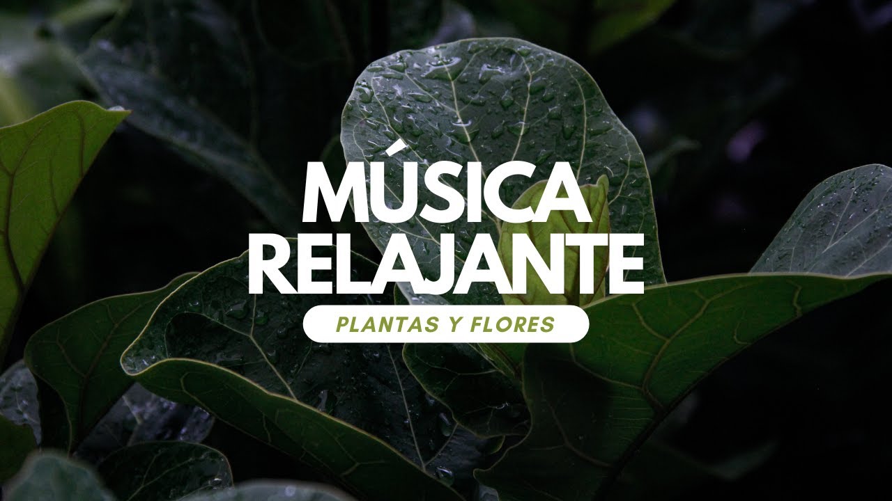 MÚSICA RELAJANTE PARA PLANTAS - Crecimiento y bienestar 🌱