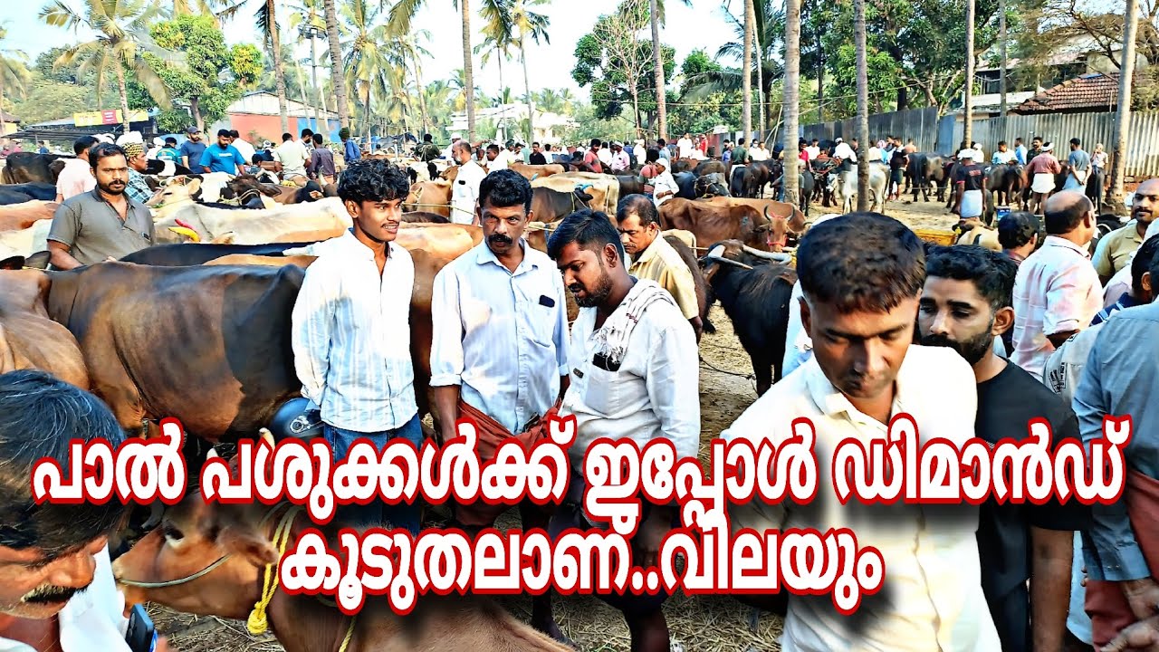 പാൽ പശുക്കൾക്ക് ഇപ്പോൾ ഡിമാൻഡ് കൂടുതലാണ്...വിലയും